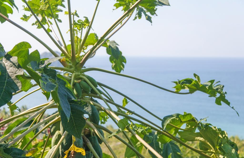 Casa Los Arcos Hotel Sayulita Eksteriør billede